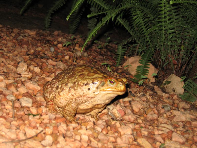 2008-01-09 Chapada (40)